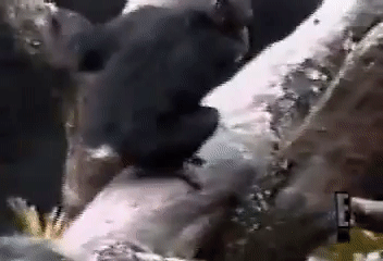 小猴子：我在树上跟平地差不多，想躺我就躺， 躺地上 