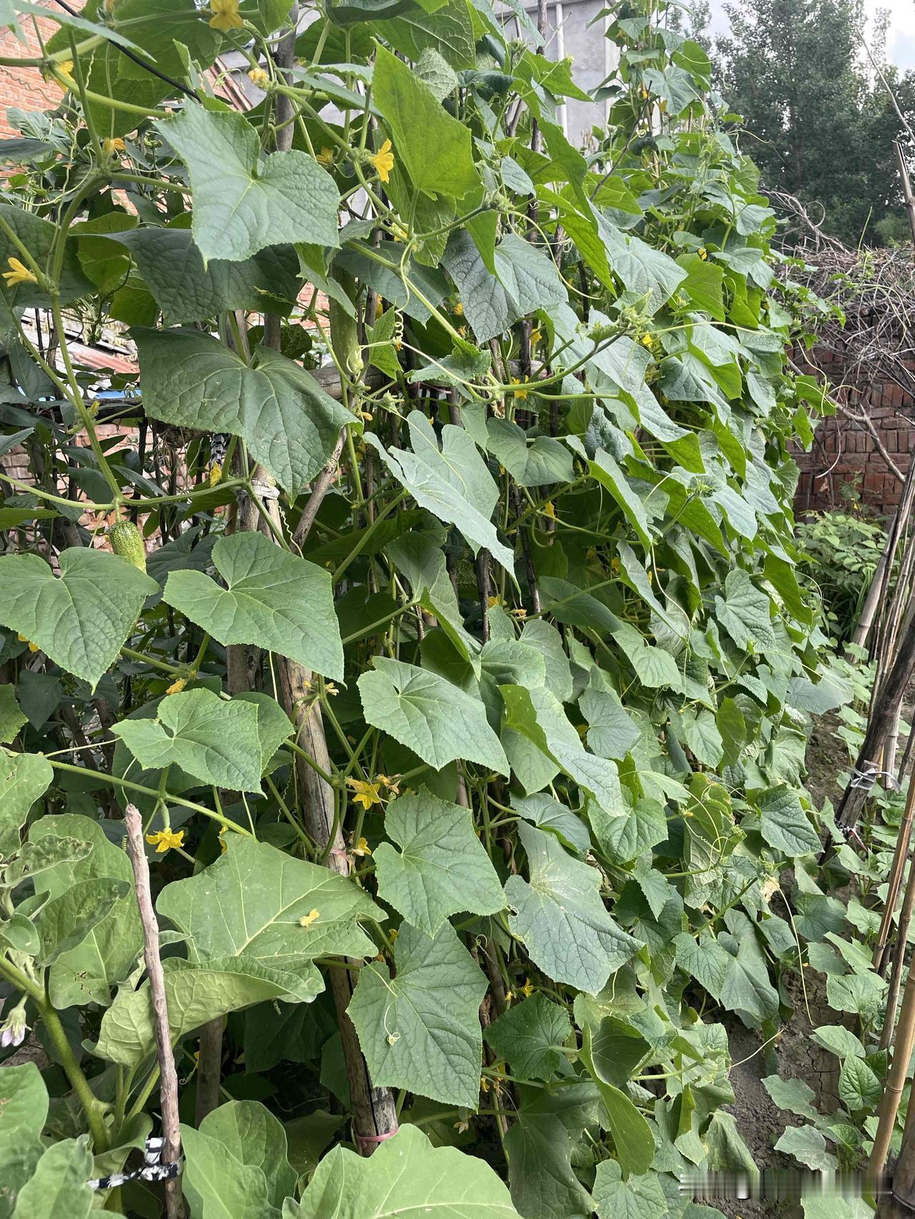 告别家乡，又要奔赴生活的第二故乡，
爸妈再见，家乡再见了，下次回来可能就明年了吧