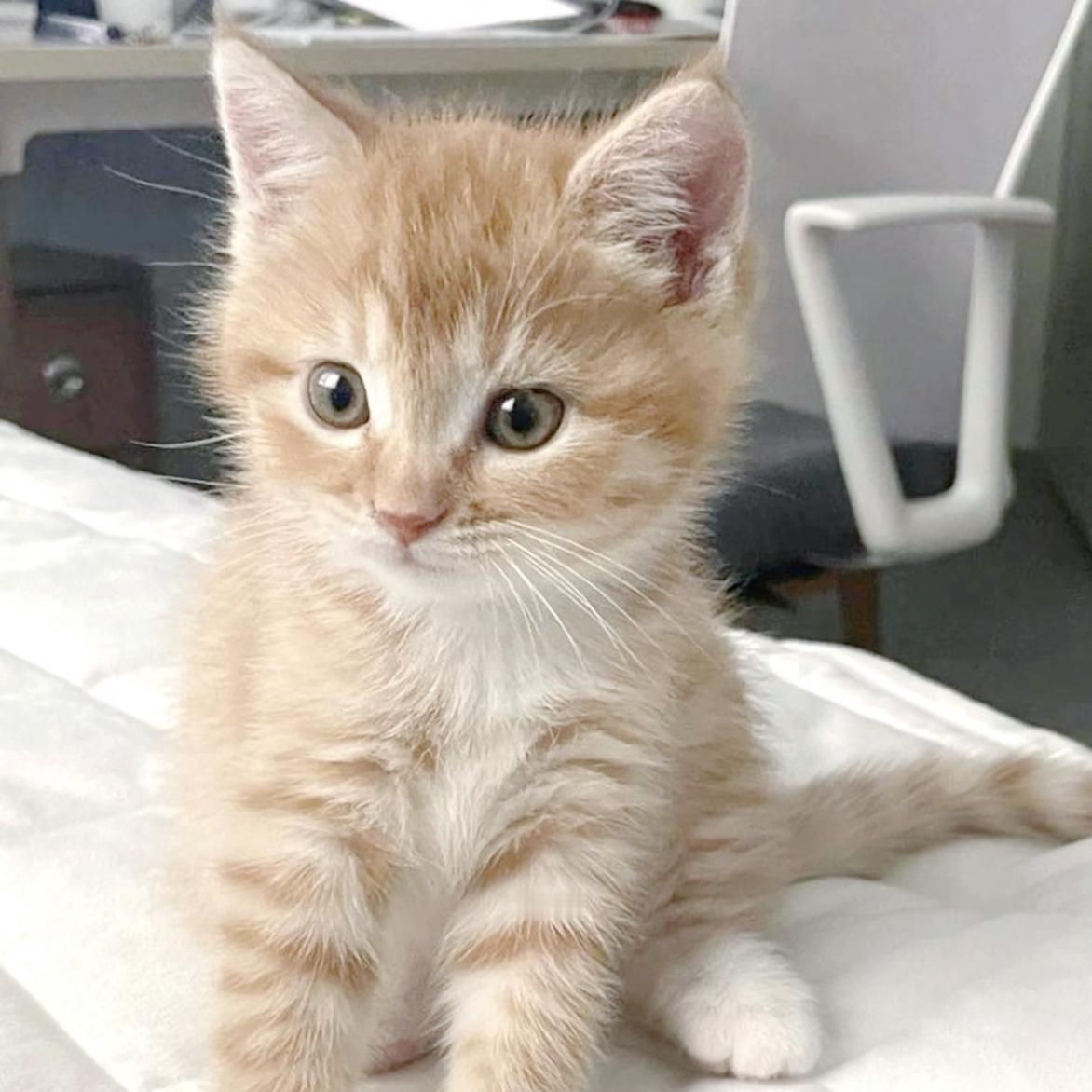 【10680】黑猫白猫小橘猫 