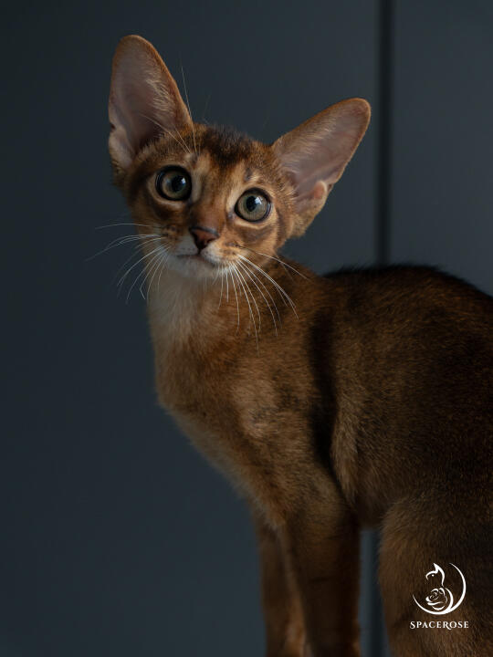 这眼神…有种被警官审视的感觉hhh