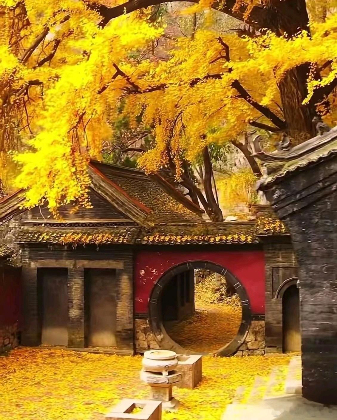 好美银杏树💝银杏叶是秋阳揉碎的金箔，每片都裹着阳光的温度。银杏叶踮着脚尖从枝头