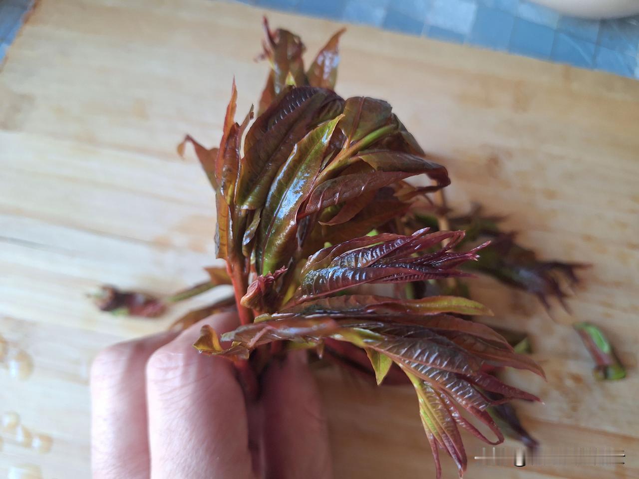 过年几天增重1.5千克，审时度势，精准布局，必须减下来。天天吃树叶、青草和玉米。