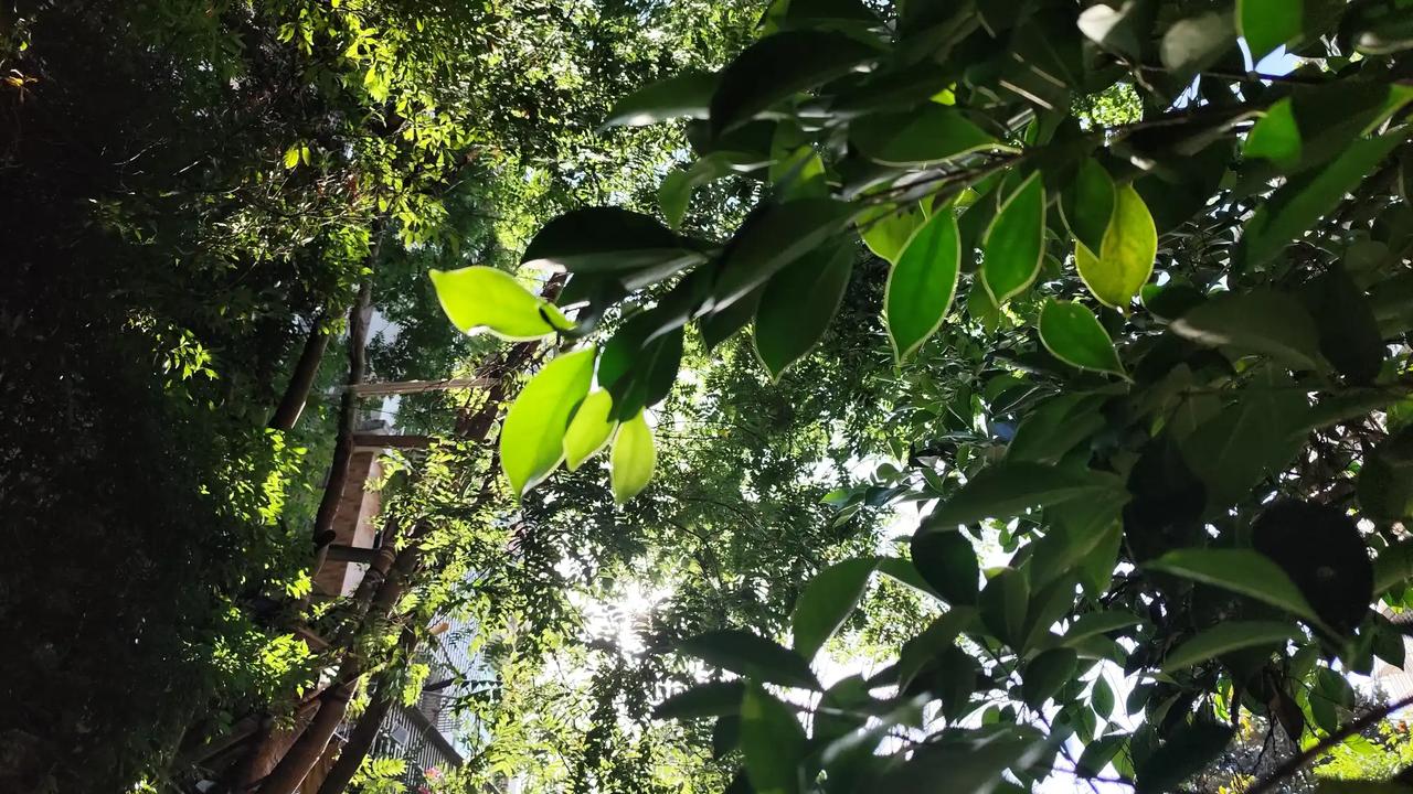 夏日的美好就藏在轻风摇曳细碎的阳光洒在草地上那种美好！蝉鸣声声，鸟叫声不绝于耳，