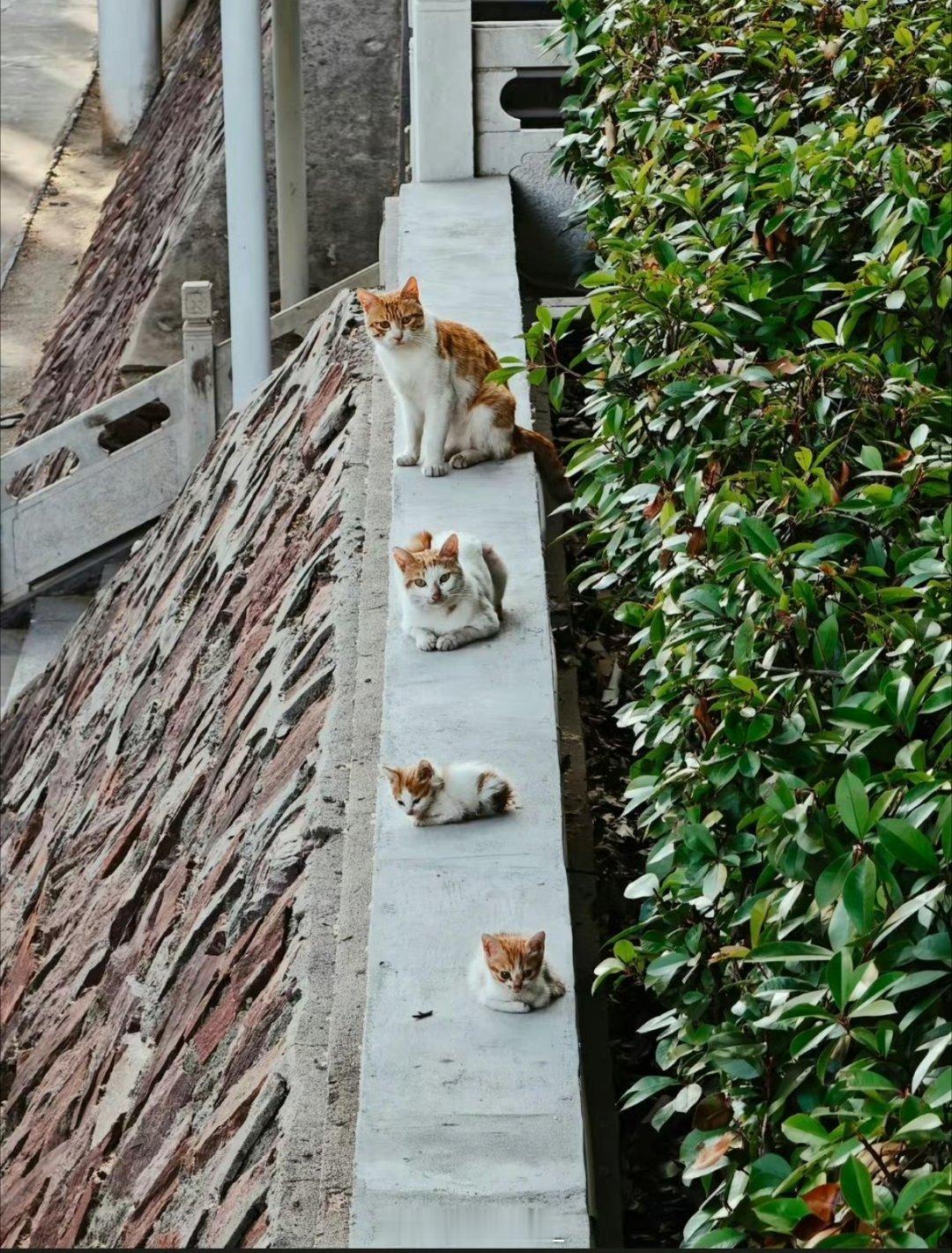 雅安职业技术学院 大咪，中咪，小咪，小小咪 生活手记朋友圈文案 雅安