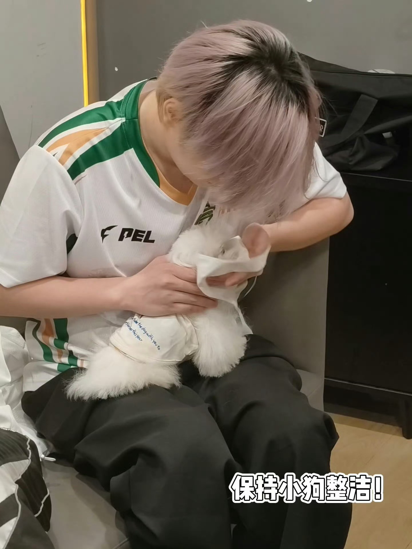 每日鲜诚c  图中有两只可爱小狗2026pel春季赛