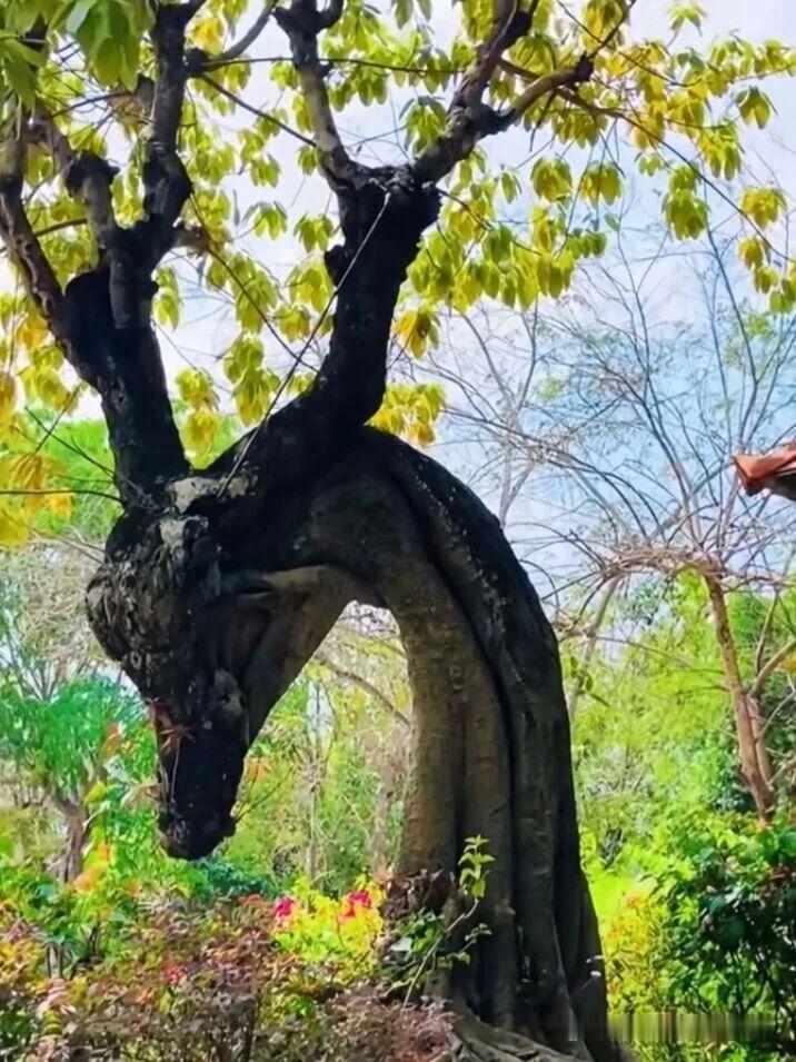 万物都在悄悄修仙，连树都比我努力🌳树不语，默默扎根生长，静静渡劫成圣；水无言，