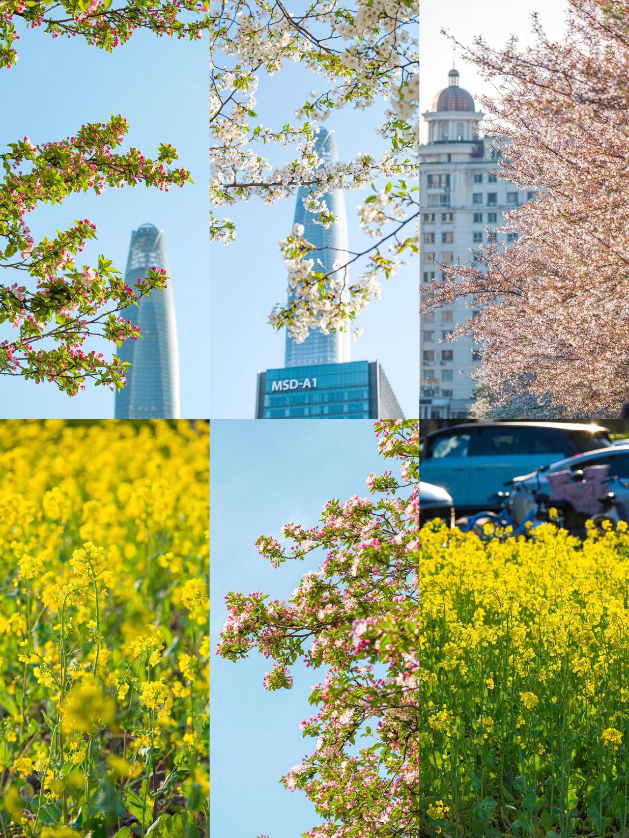 📍天津滨海新区 · 泰达MSD花海
📅花期：樱花(中后期)、海棠(前期)、油