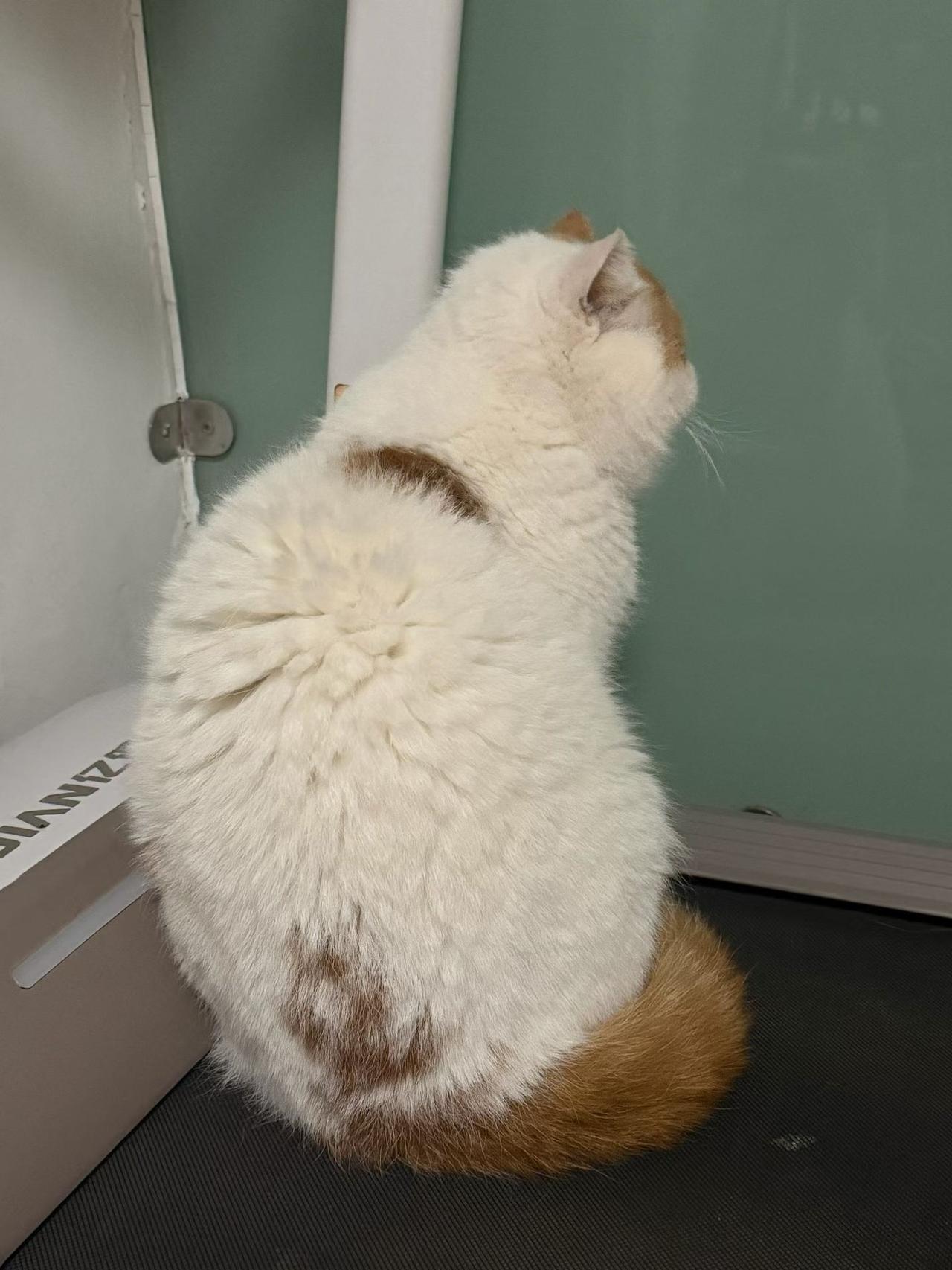 今天我欺负了毛豆弟弟吗？
今天我拉臭臭埋了吗？
今天我吃了猫条吗？
今天我抓🐦