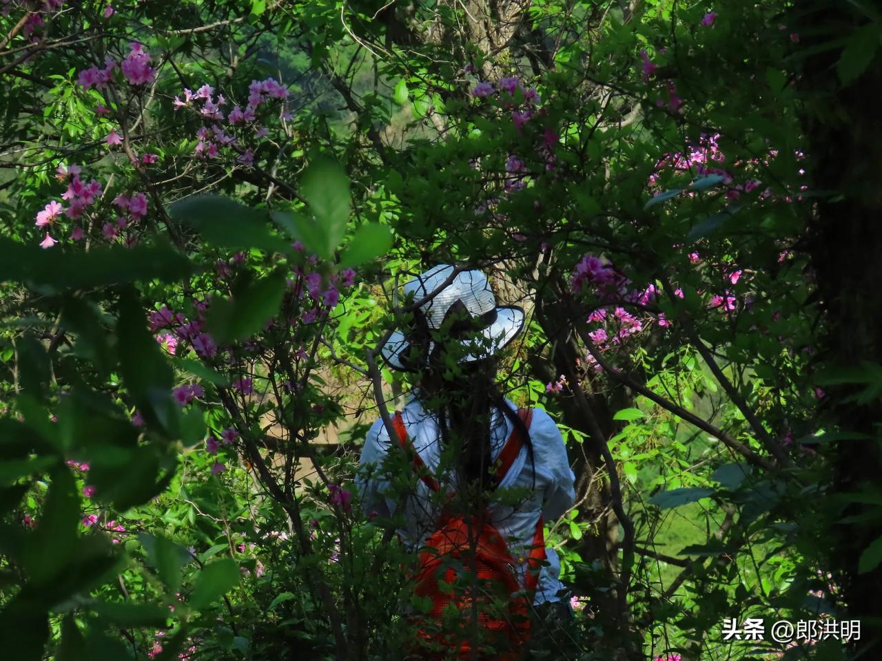花间人影动，春日意正浓。北仑大榭山岗