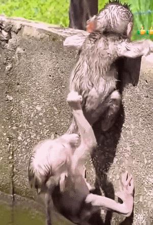我怎么看着都掉眼泪了，这就是血浓于水，手足情深，弟弟每一把都抓在哥哥的皮肉上，特
