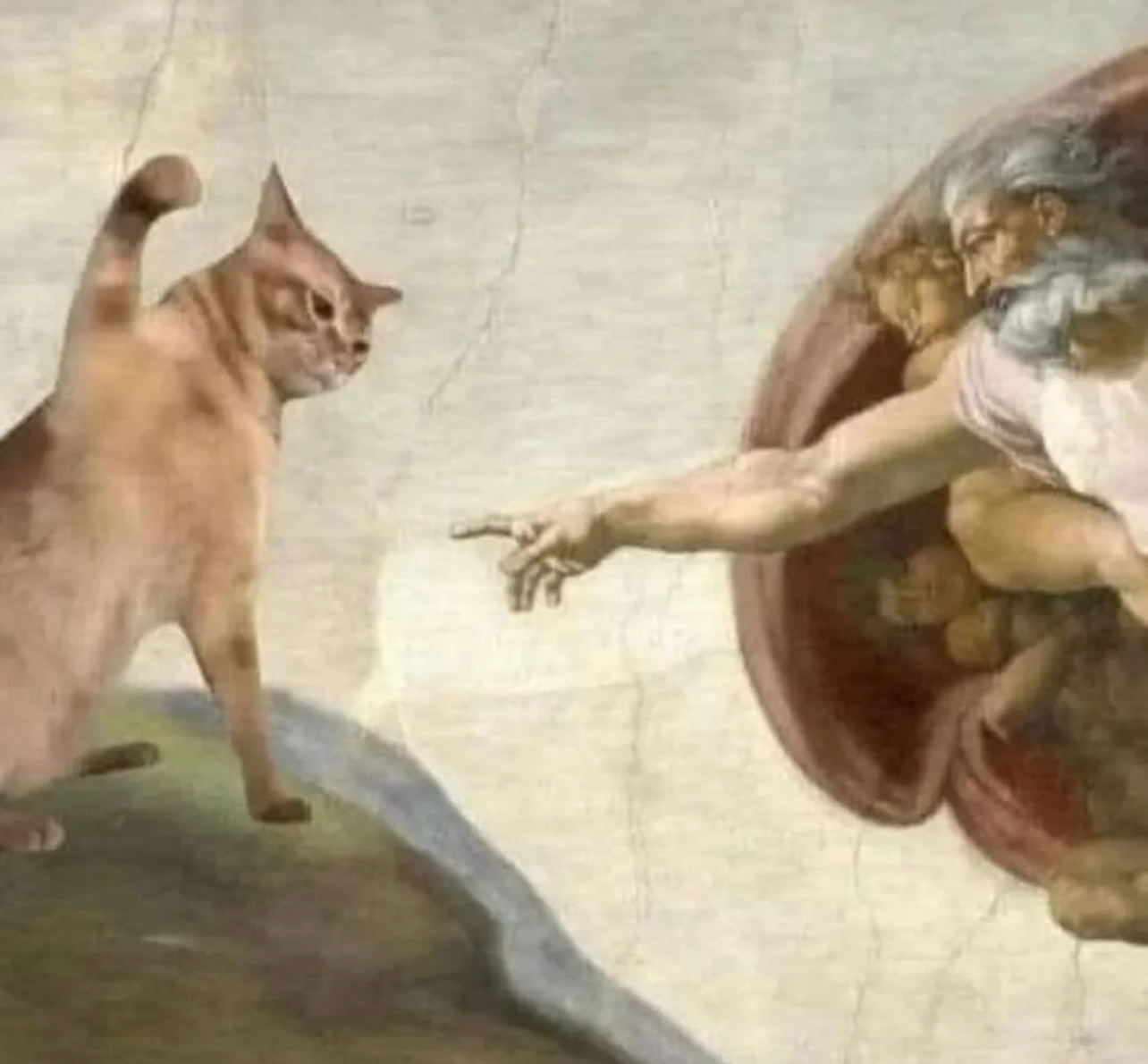 猫猫最见不得指指点点 ​​​