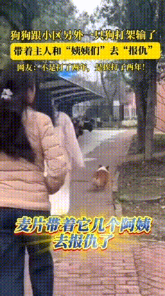 笑不活了！江苏，一柯基狗狗和小区一只狗打架，打输了回家带主人和姨姨们去报仇，网友