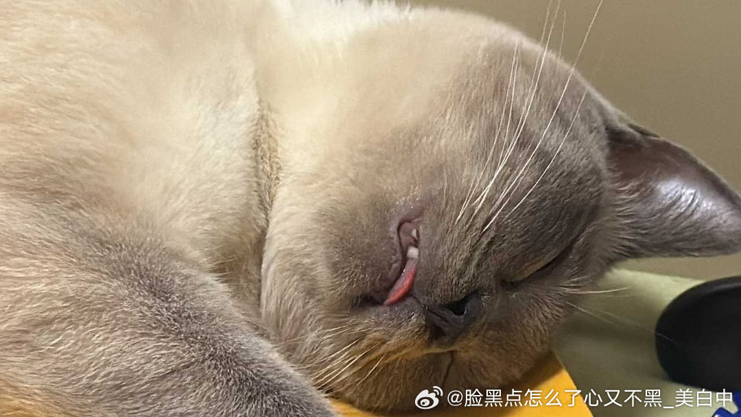 晚安逼罗 ​​​