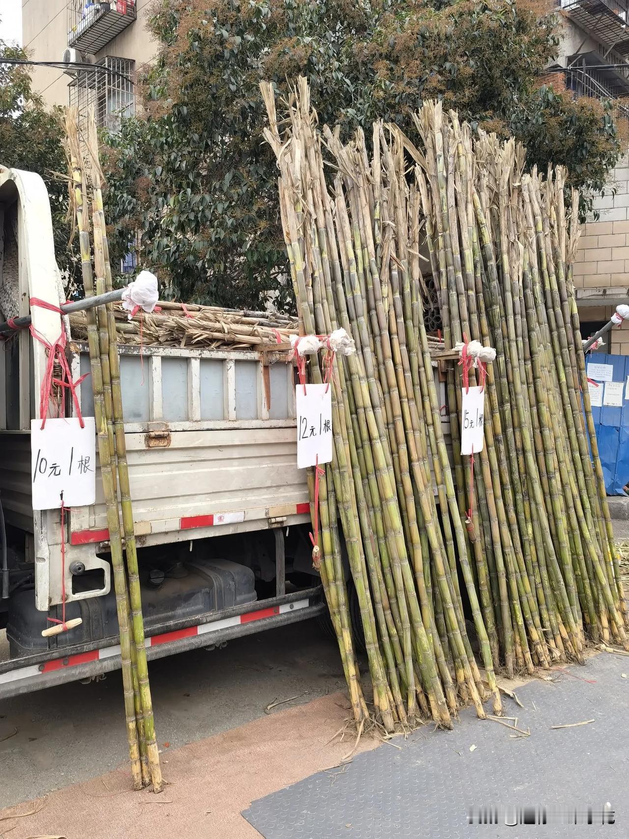 今天终于在樊城区星火路看到了便宜的甘蔗，不知道是什么品种，一根卖10元，12元，