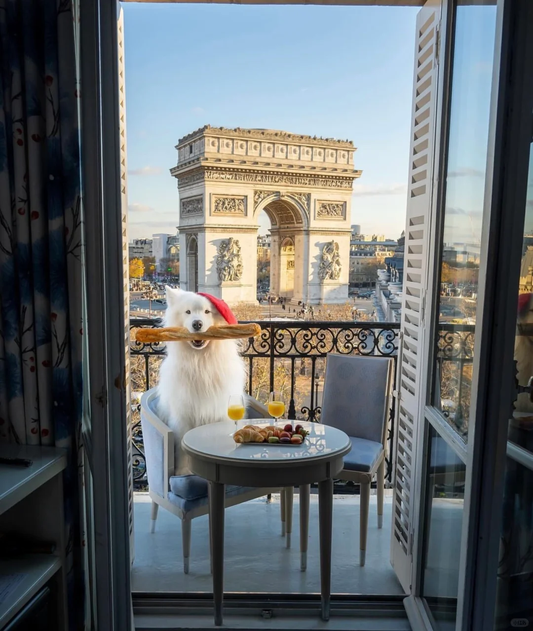 萨萨偷吃恰巴塔