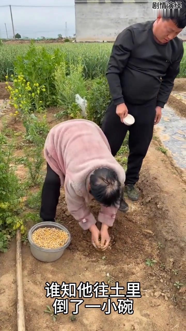 儿子种玉米往土里倒了一小碗，母亲看到赶紧阻止了他。
母子两个在菜园种玉米，就当儿