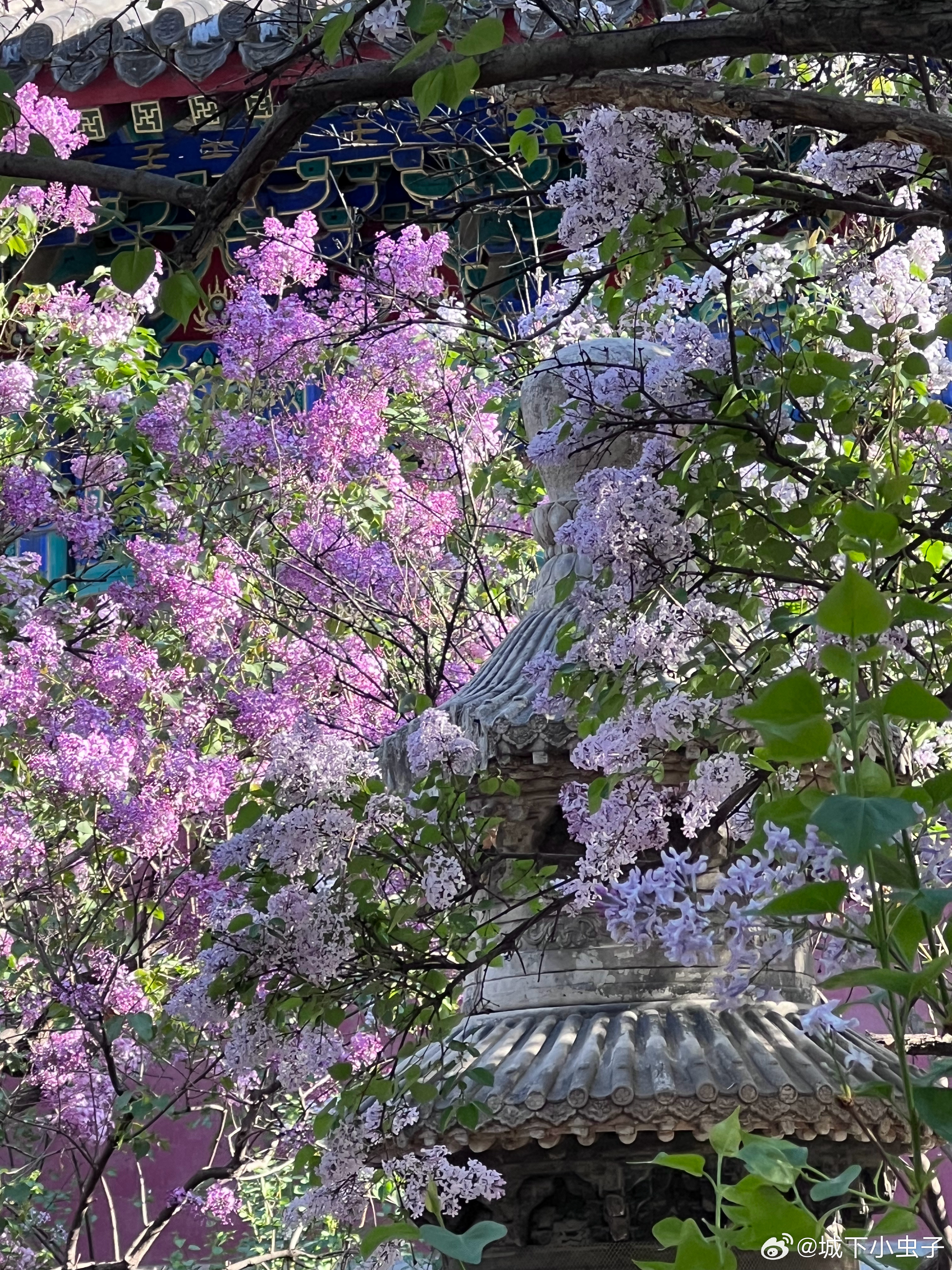 法源寺丁香花千年古刹，丁香花开成海七瓣丁香花，见着好运🍀！太香了春天的浪漫是花