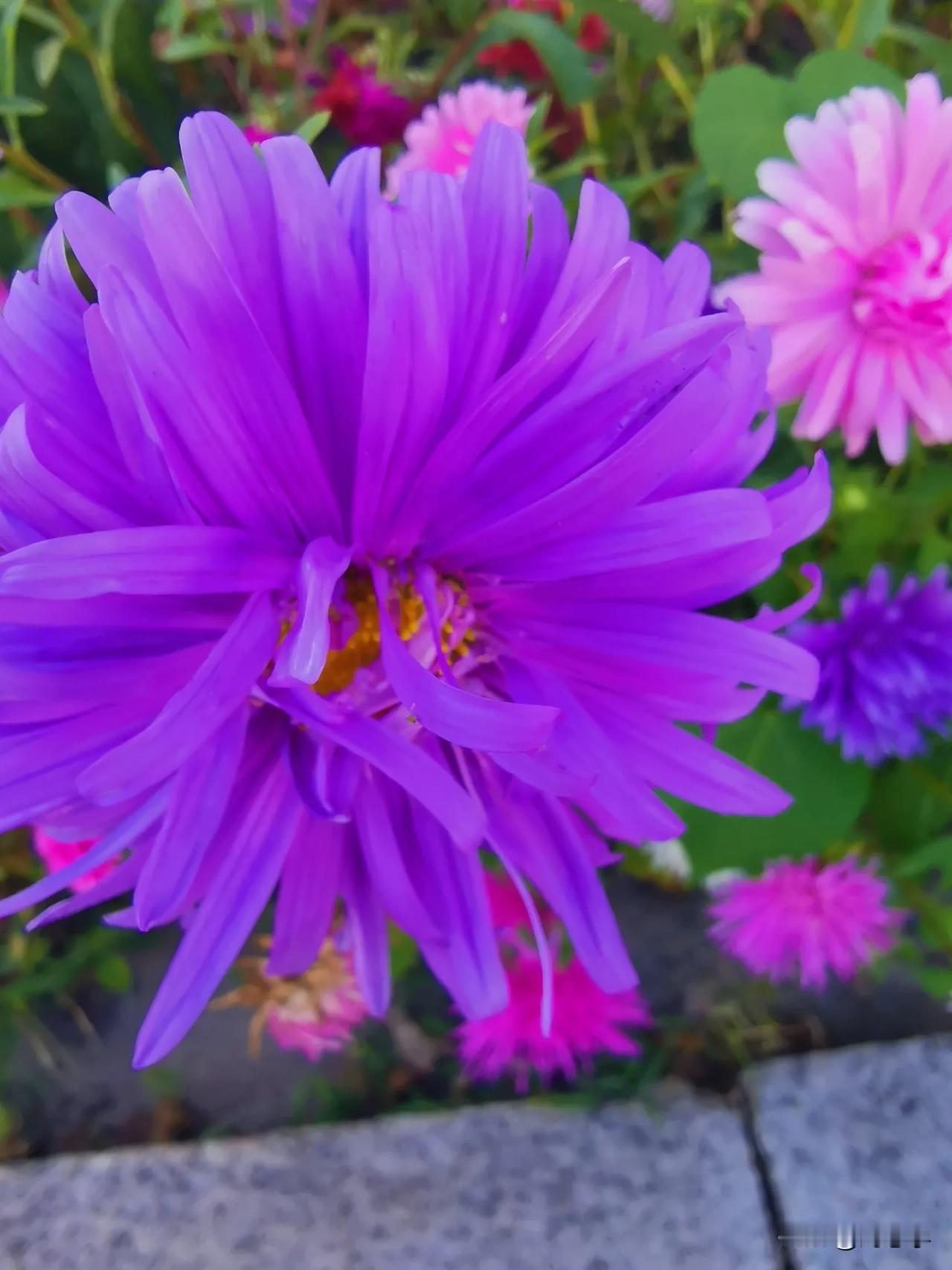 #秋日生活日记#
原创/刘忠学
友友们早上好！新的一天开始了，祝愿朋友们新天都有