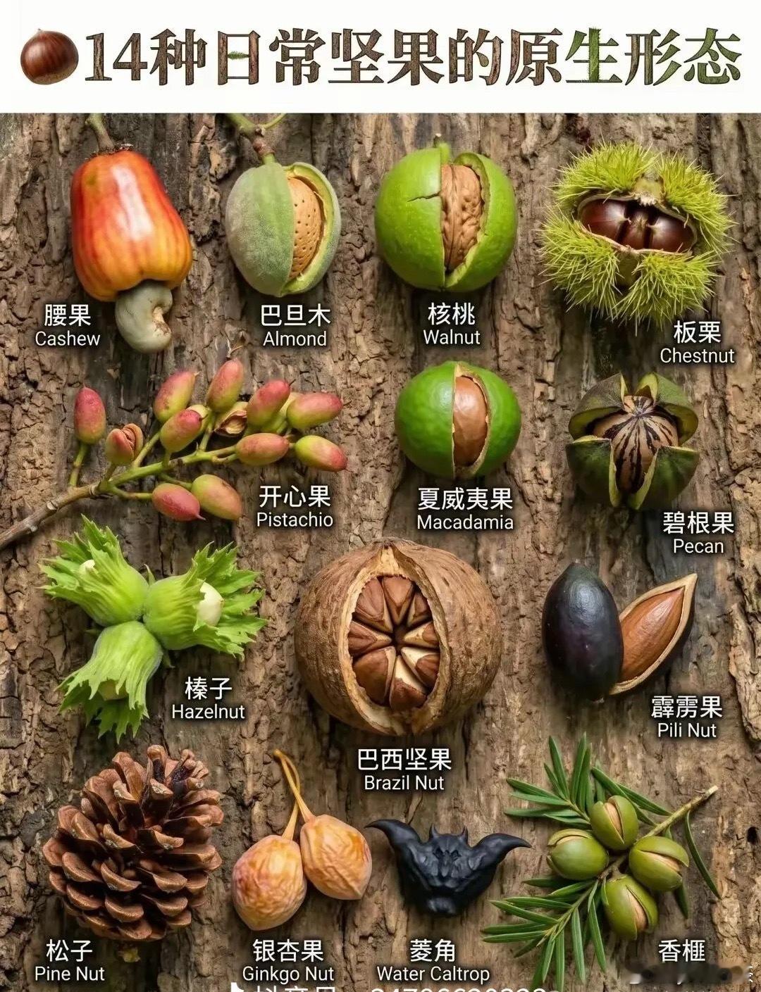 坚果的一生反差感拉满：年少藏于青果青涩娇嫩，成熟落桌香脆醇厚，模样迥异，却各有风