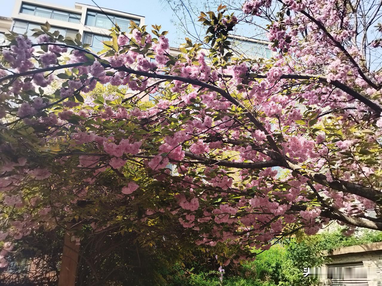 人生若只如初见[烟花]

人生若只如初见
闺女说，虽然分班好久了，但她们吃午饭，
