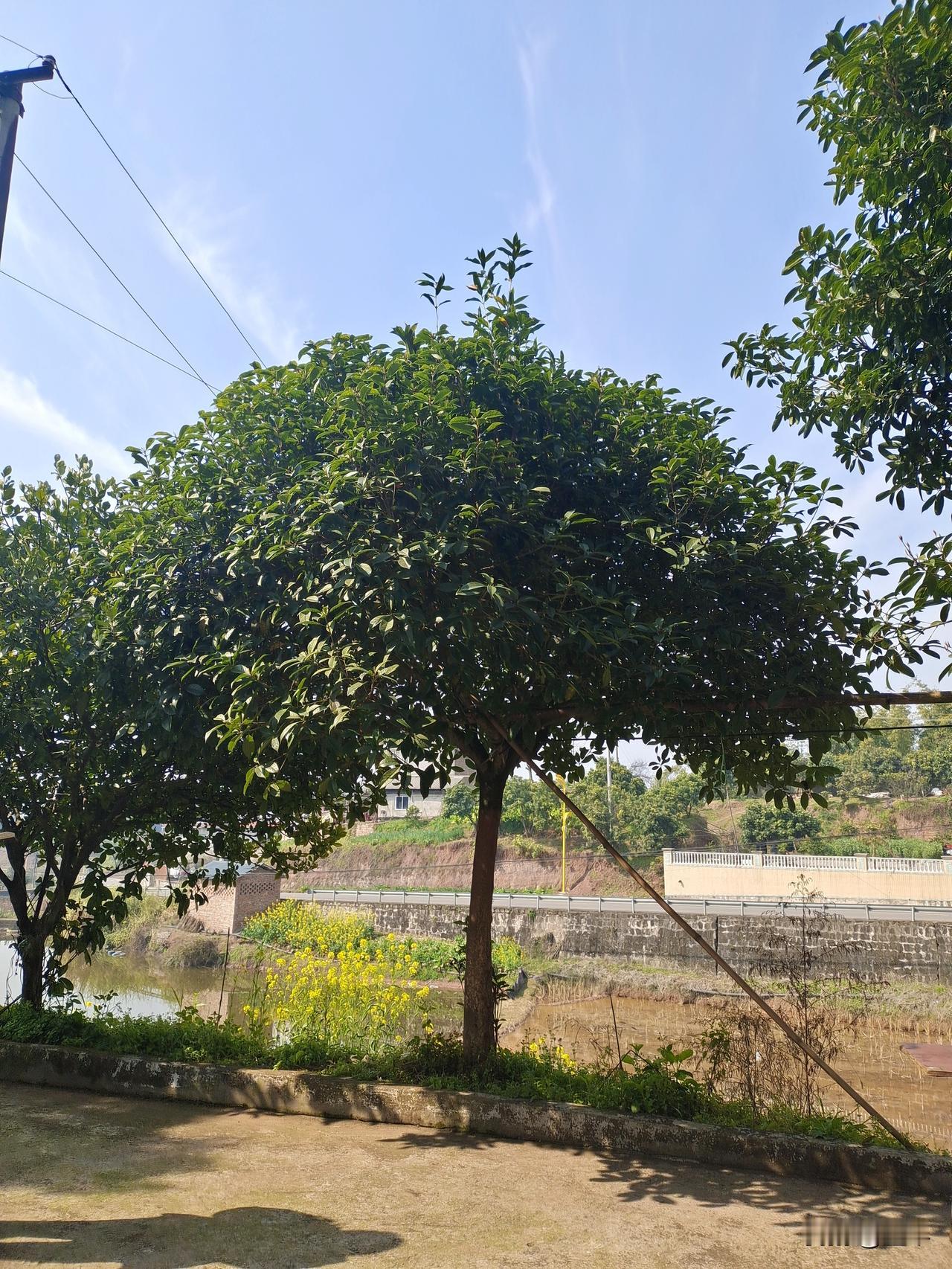 我们为什么会成为片段式记忆的人？

不知道你有没有发现，我们的大脑对于记忆这东西