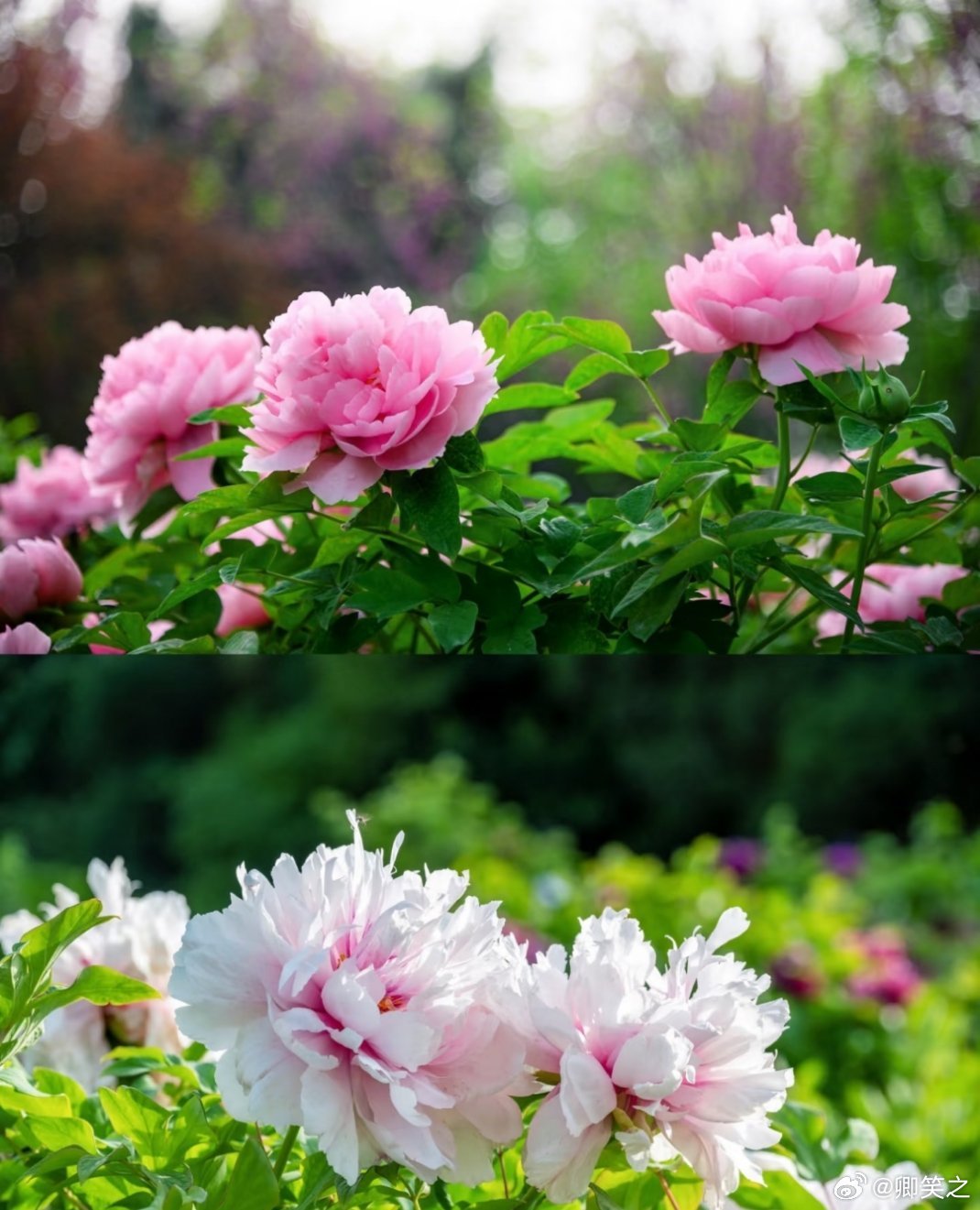 外籍友人组团来洛阳赏花 洛阳牡丹甲天下，洛阳牡丹的故事，要从武周王朝的风烟说起。