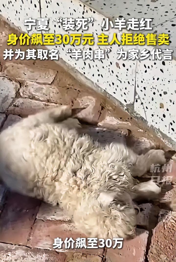 宁夏“装死”羊身价飙升，昨天还13万，今天变30万了。
但是主人还是不肯卖，据说