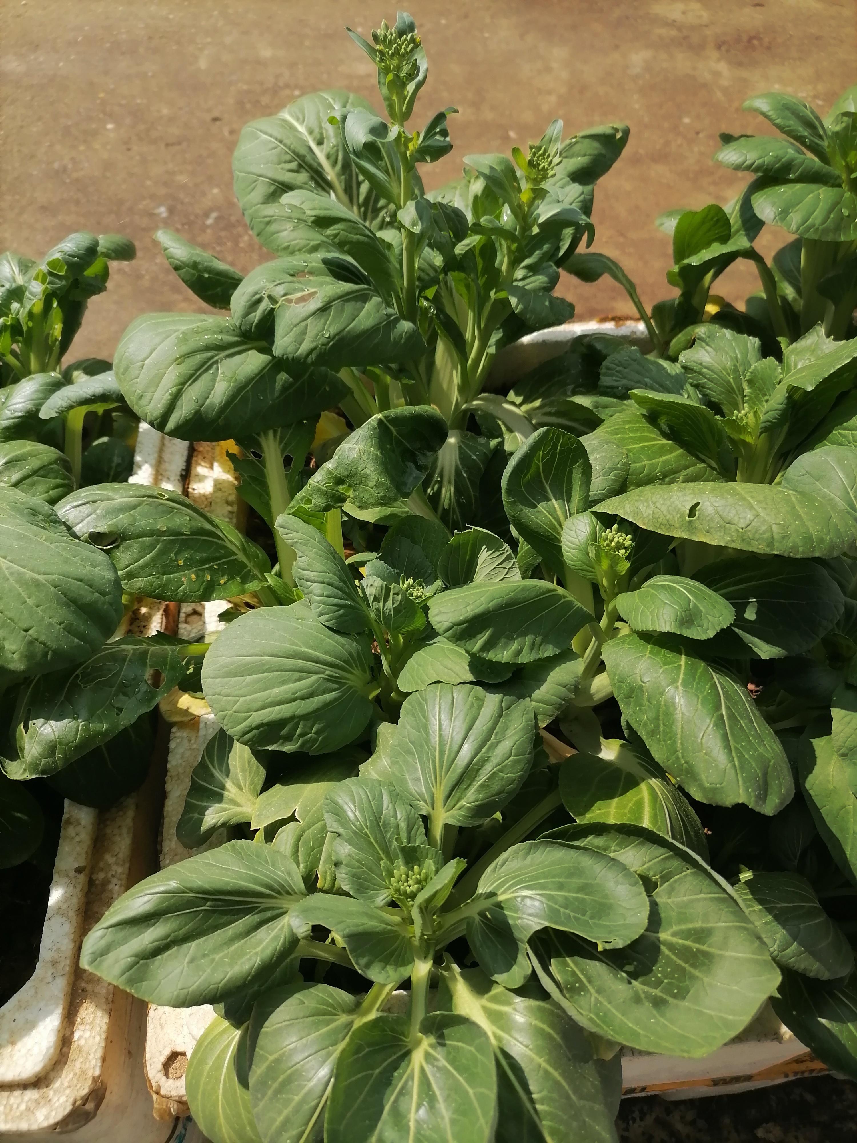 最近我很有成就感的一件事：阳台上种菜！去年上半年种死了，下半年重新撒了种子🌱，