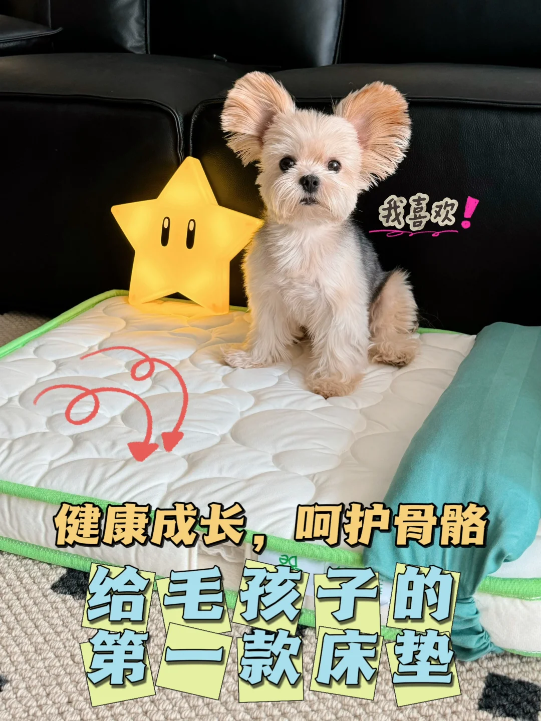 睡眠提升攻略：狗狗床垫如何保护颈椎和腰椎