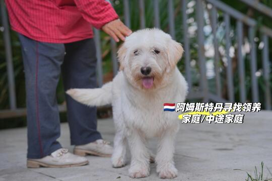 🇳🇱阿姆斯特丹西高地串串小狗找领养