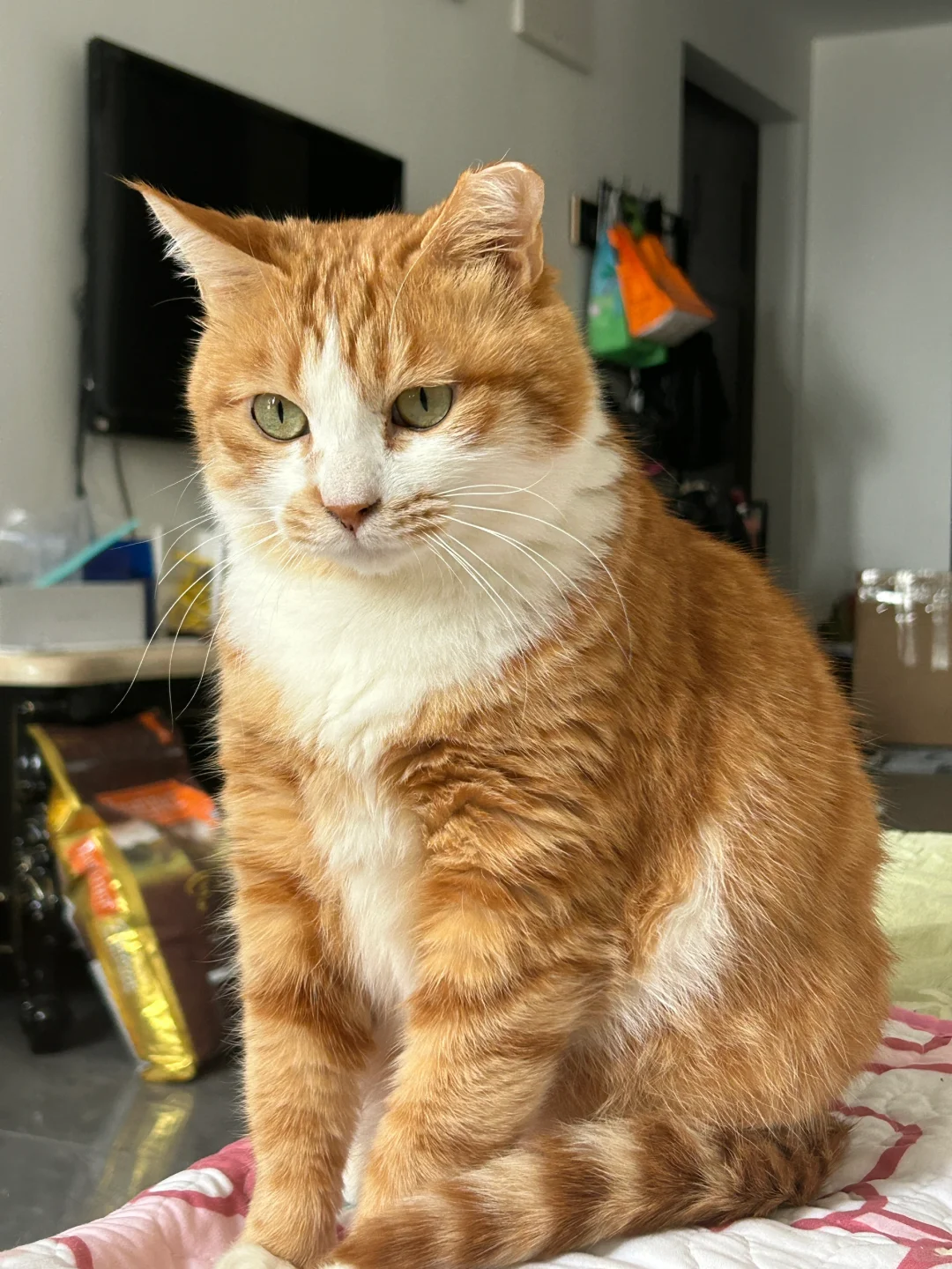 坐到工位，悬着的心终于死了