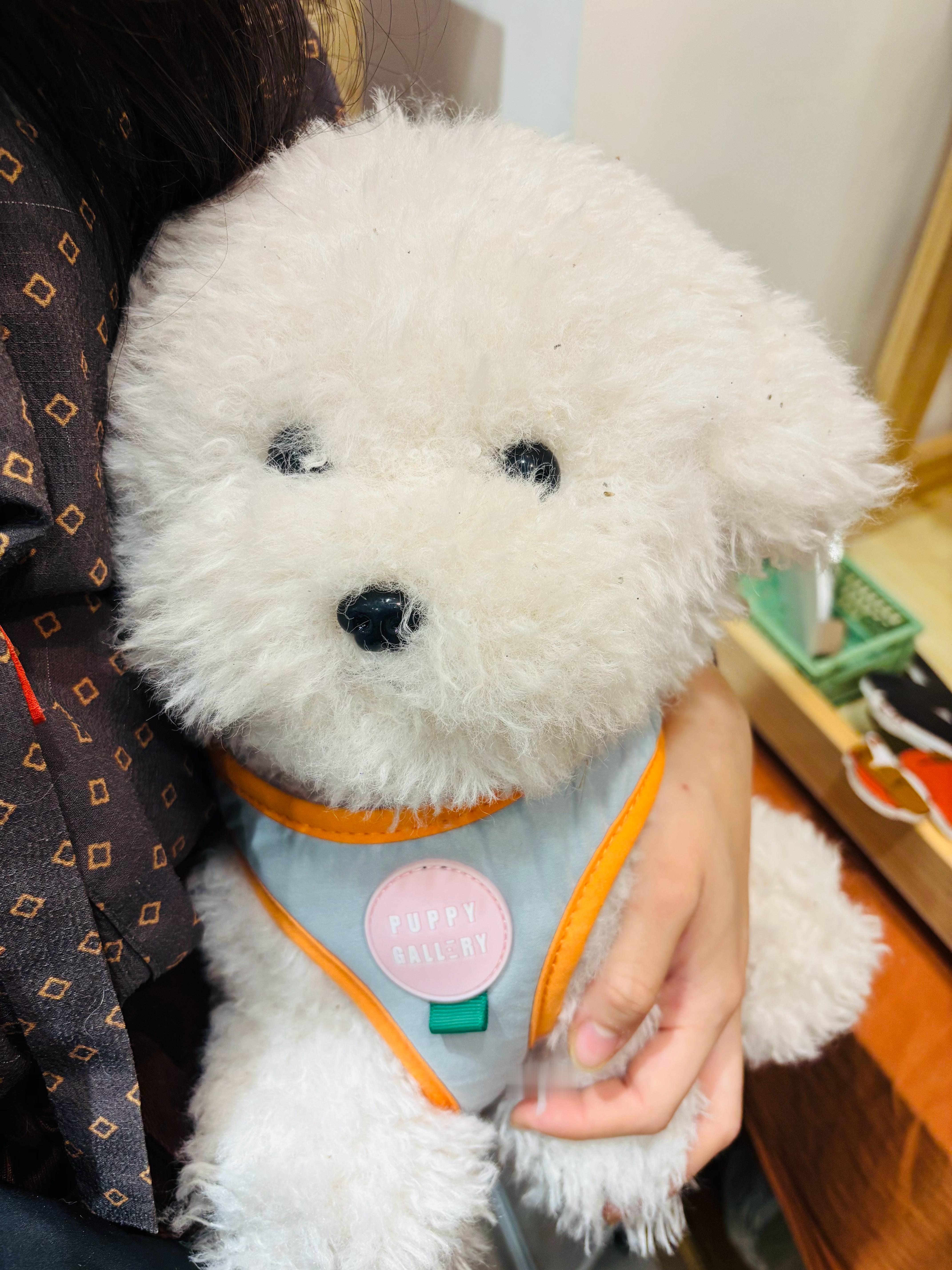 今年上海仅存的万圣节氛围在愚园路。 ​​​