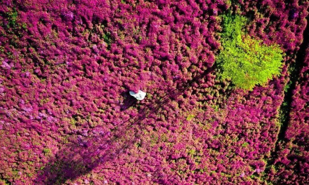 桃花、樱花、油菜花过后，当季宜昌只有漫山遍野的杜鹃花吗？
宜昌这个地方给你提供了