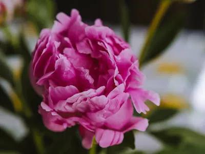 我来出上联上联：花开富贵竹报平安吉祥如意