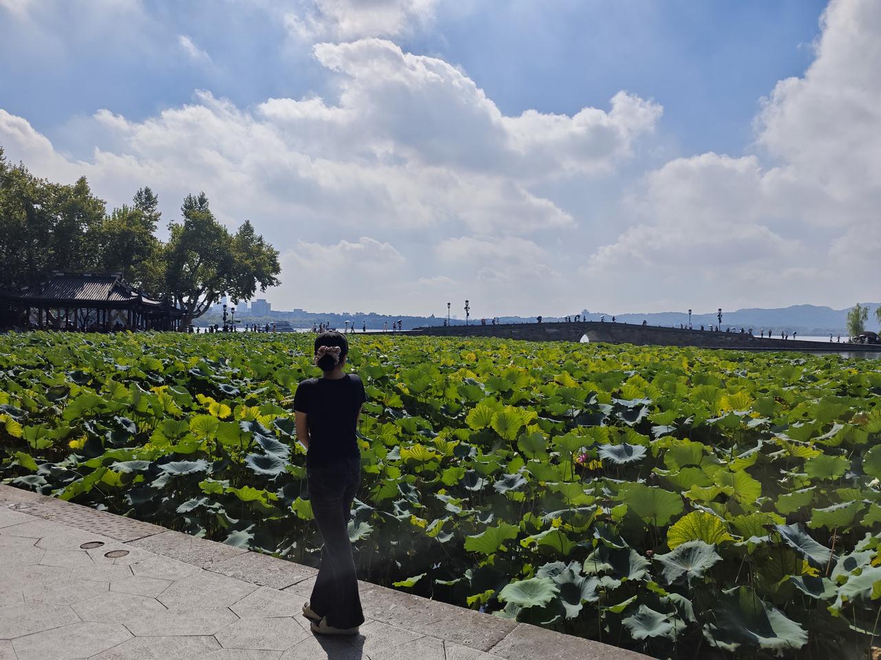 西湖的秋天是一个充满诗意和浪漫的季节，漫步在苏堤、白堤上，每一步都踏在风景之上，