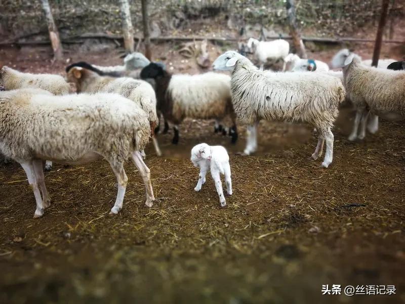 午饭后我对家人说
想养一群羊
结果睡着后
梦里竟然遇到了羊
而且
连羊带三轮车