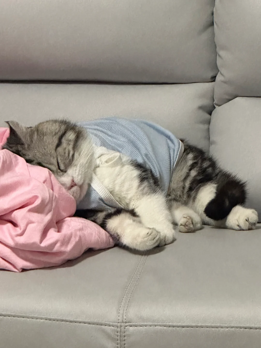 我爹说懒人养懒猫！