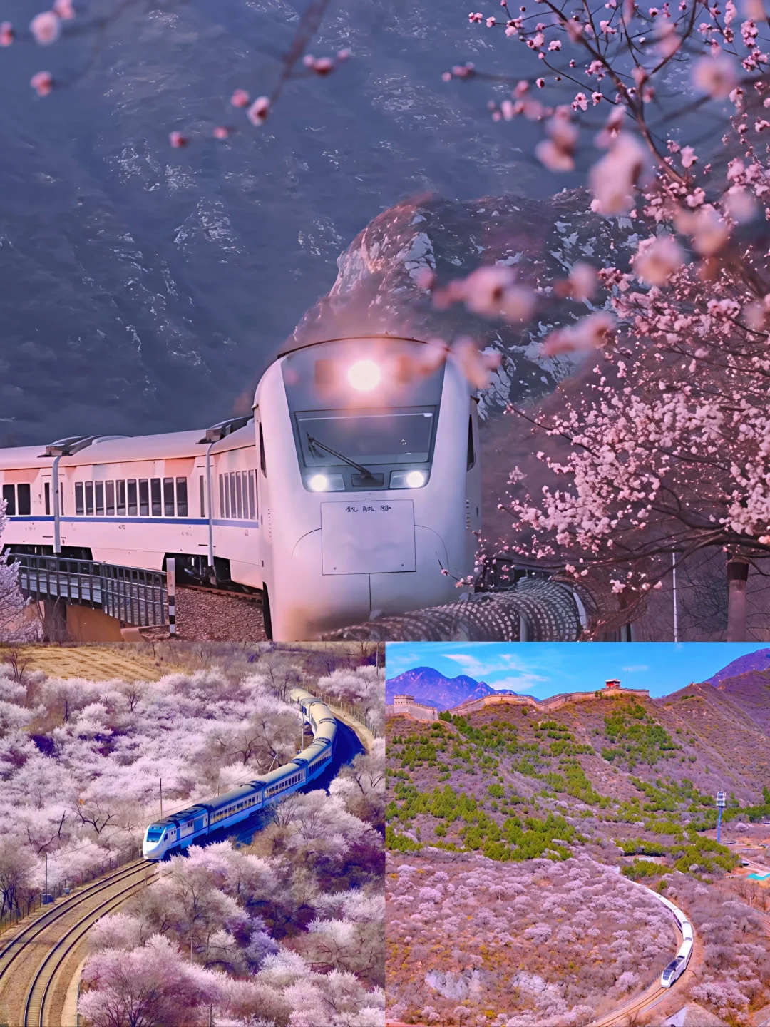 🌸长城下的花海列车