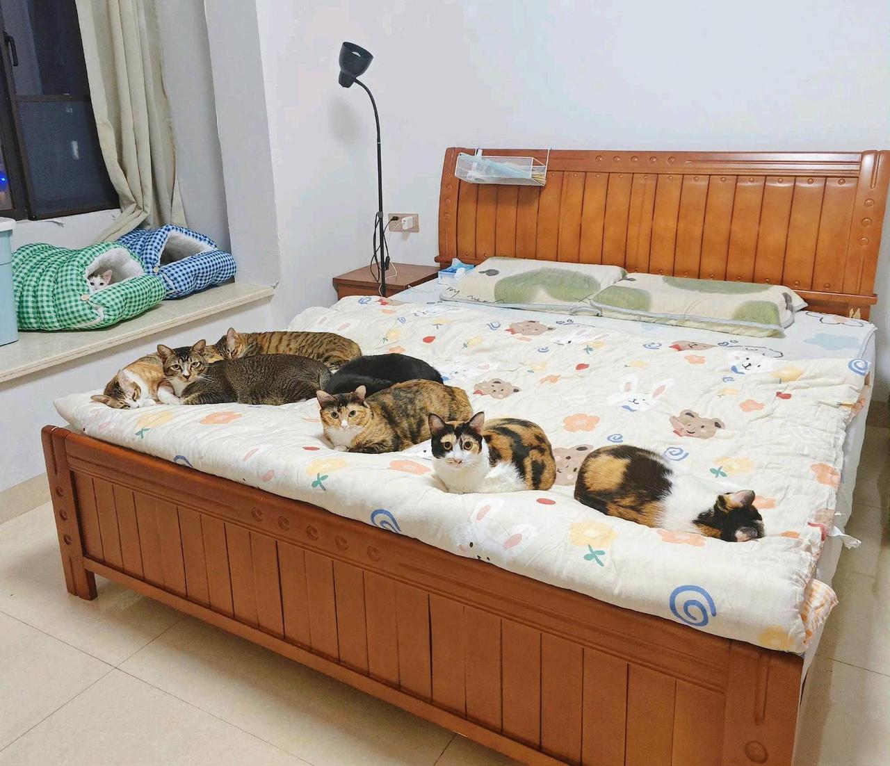 我儿媳妇家是这样的，我每次去都没地方休息[流泪]