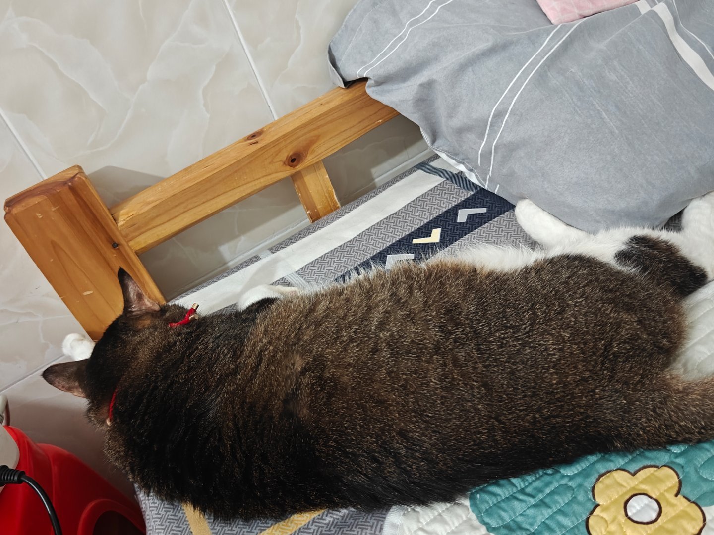 晚安俩宝贝，喵咪