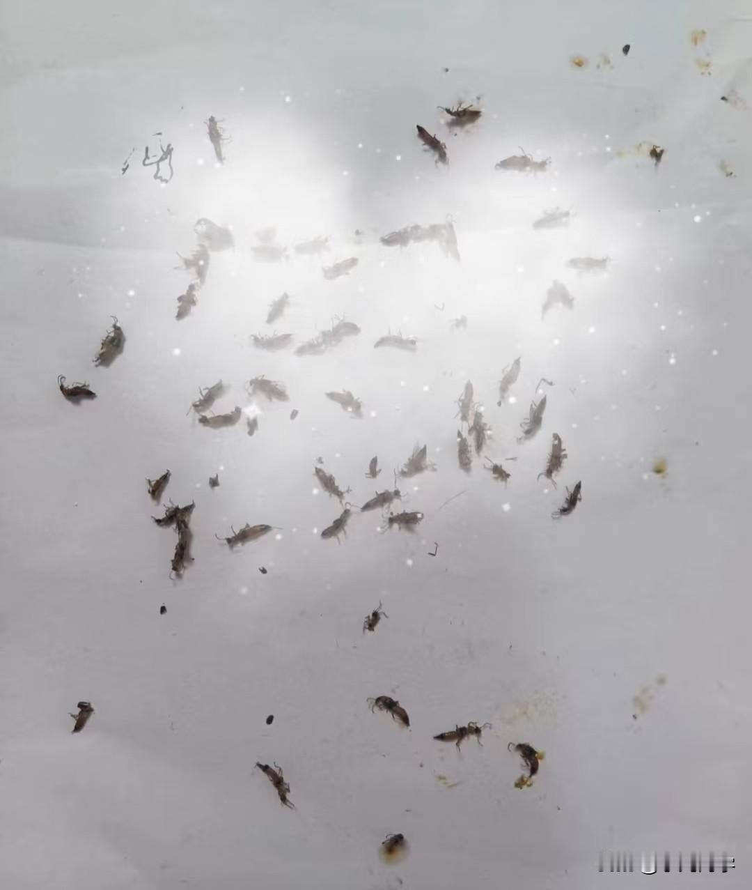 被吓到了！坐标天津!北辰!27楼!
都躲不过隐翅虫？我前几天还被它爬过胳膊，吓得