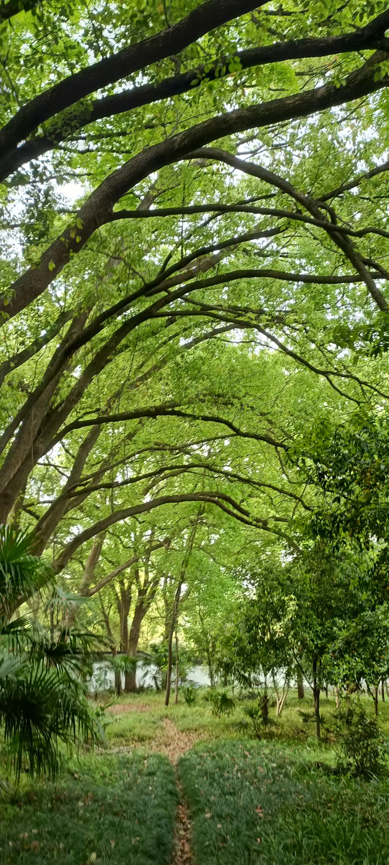 绿意盎然的林荫小道，静谧而美好。🌳🍃 自然之美 林间小径。
上联:绿树阴中见