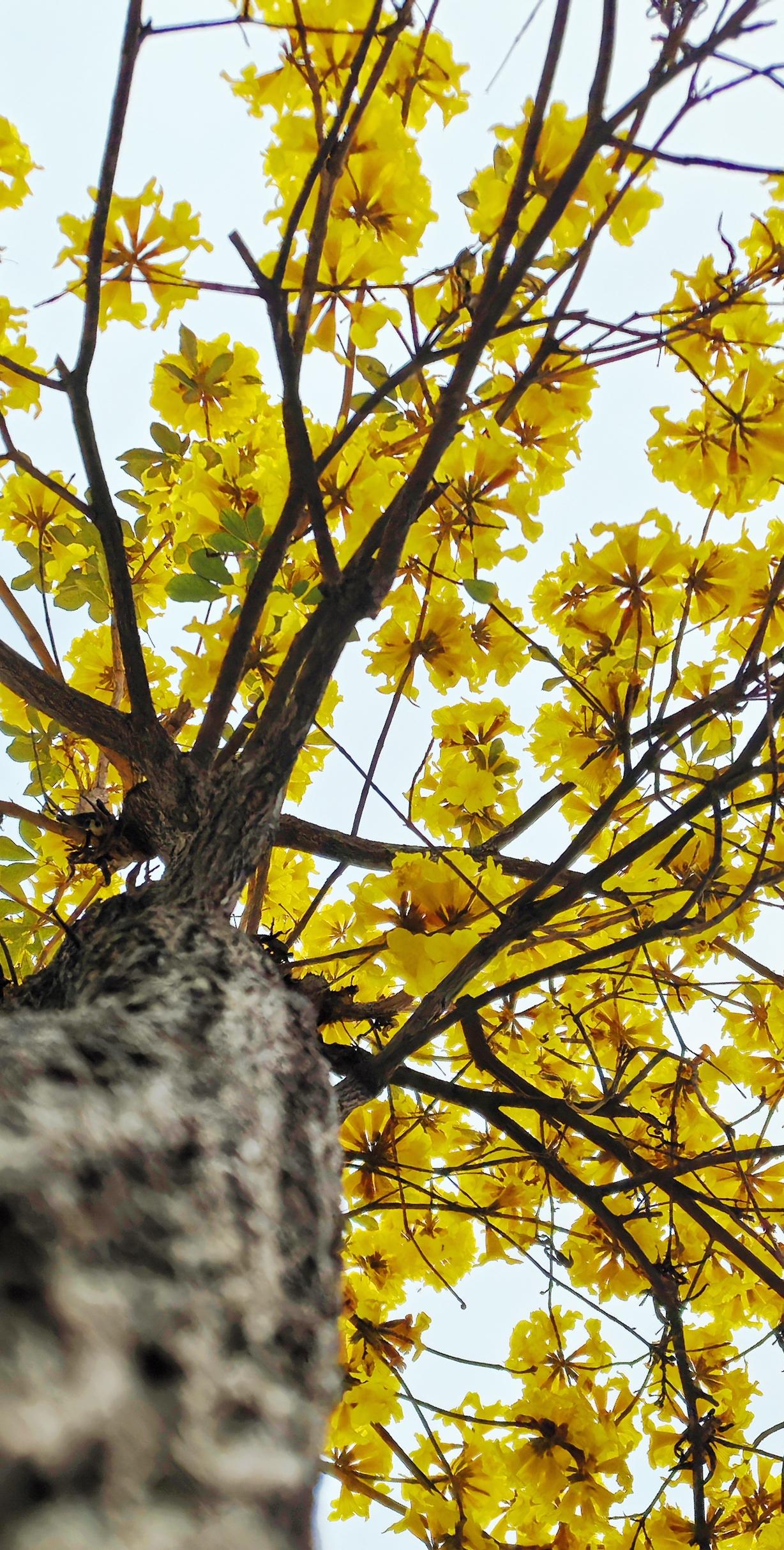 时光匆匆，
春天真的来了。
看到这风景，
特别想念老家的桃红柳绿、油菜花香。