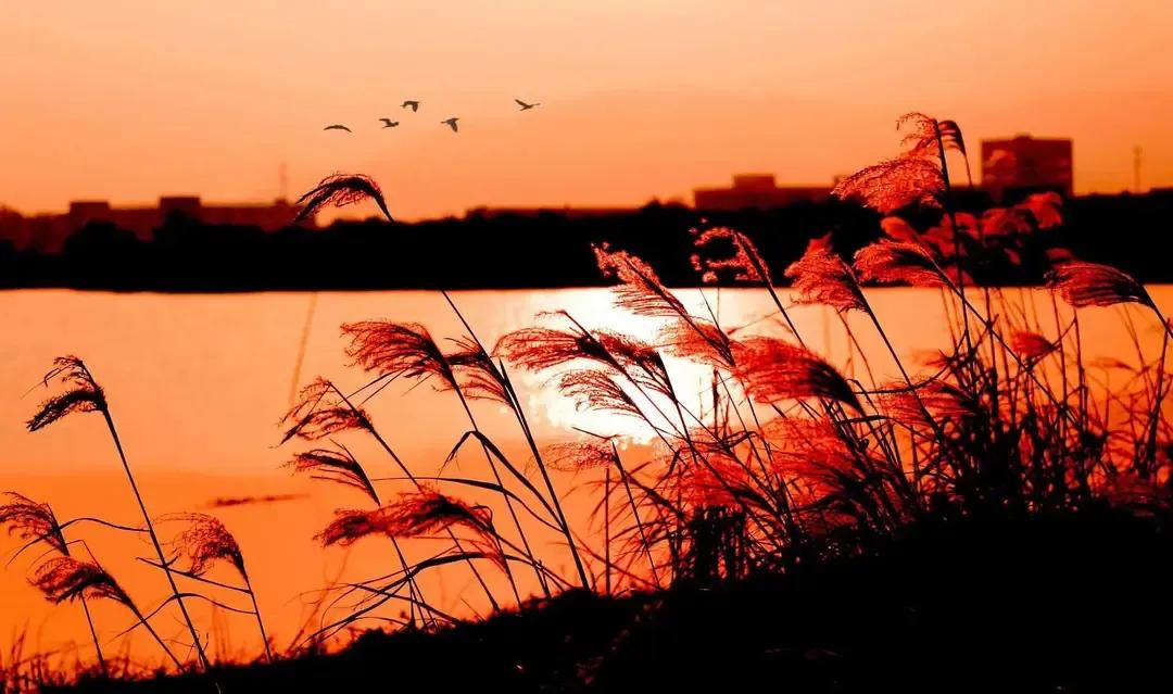 七律·秋深笛声挽钩月
芳芳



秋深一闹叶璇灰，荻荡斜阳鸥鹭追。
夜合树摇钩月