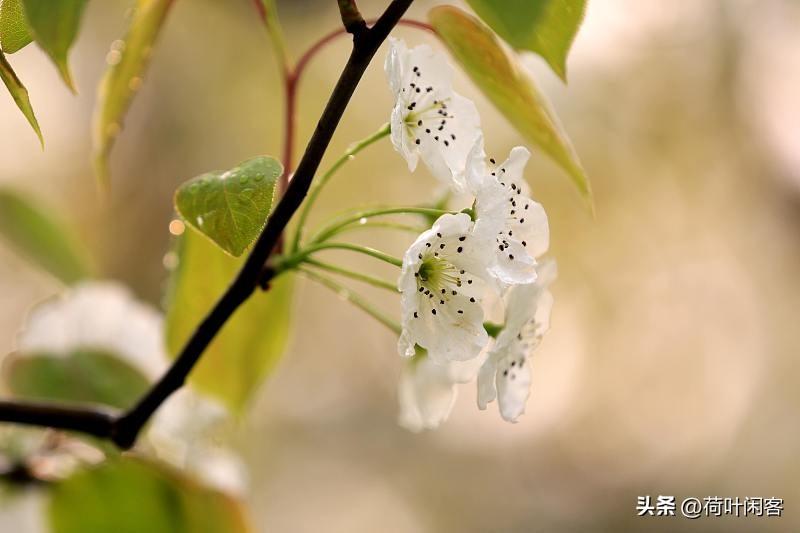 上联:梨花愁细雨;
下联:桃朵喜春风。