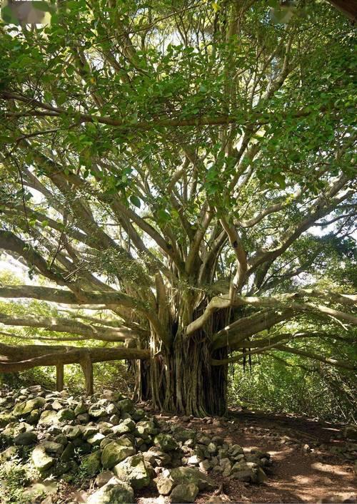 上联:千朵莲花三尺水，下联:一株菩提九重天。