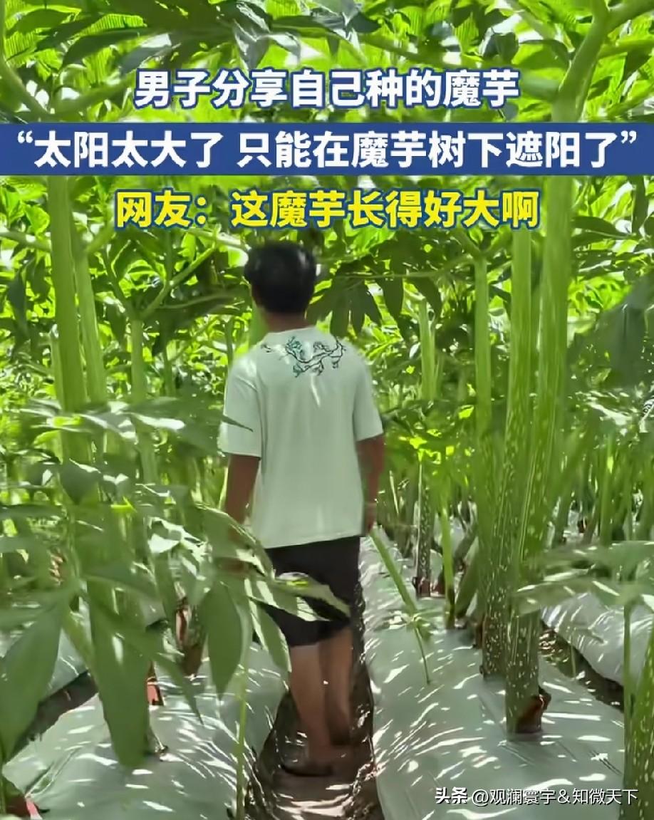 魔芋是树吗？长这么高大？我一直以为是像地瓜芋头一样呢！