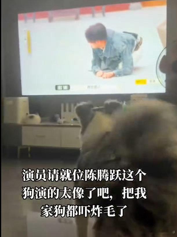 陈腾跃狗界统治区 陈腾跃上《演员请就位3》太绝啦！意外闯进狗界统治区。综艺演狗超