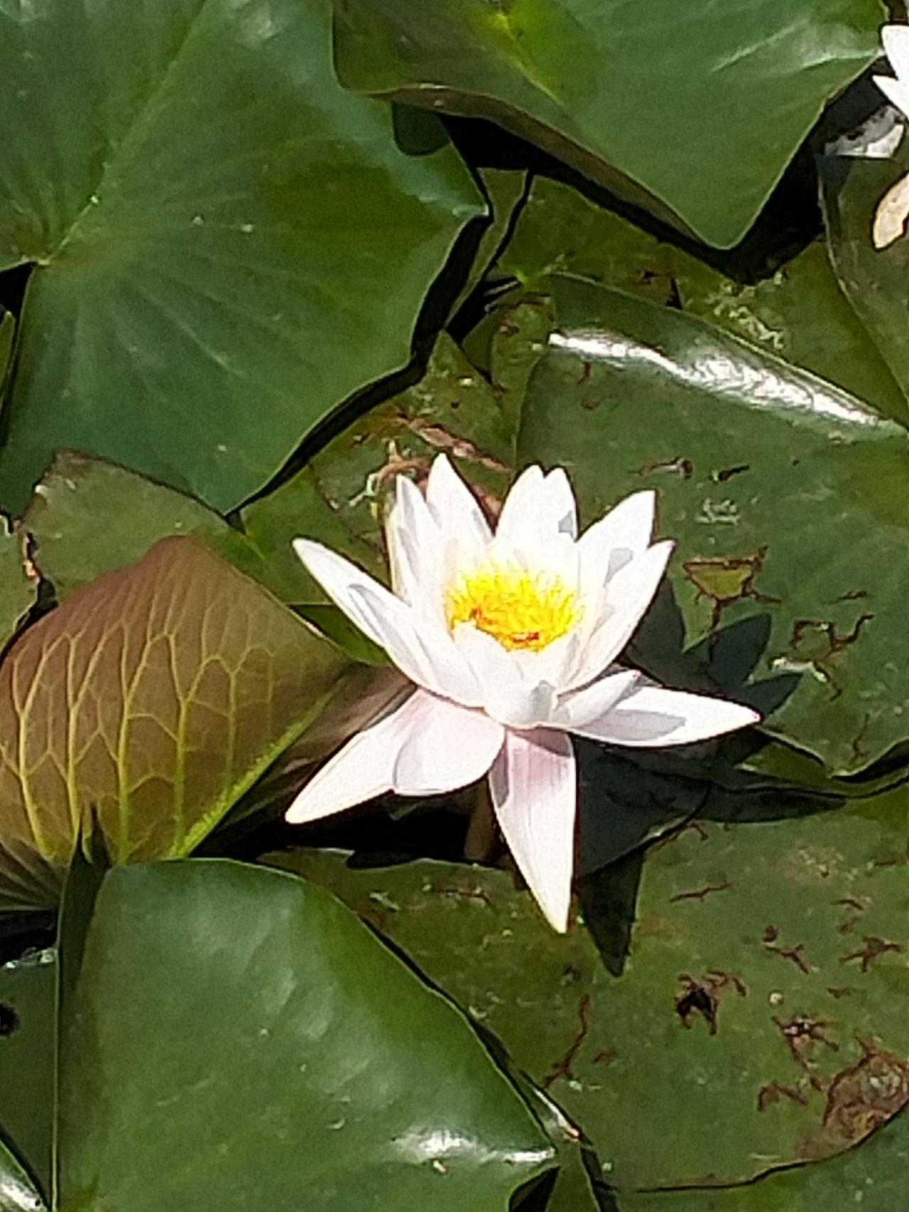 这个嘛，我见过，这叫一封火柴，十盒两毛。