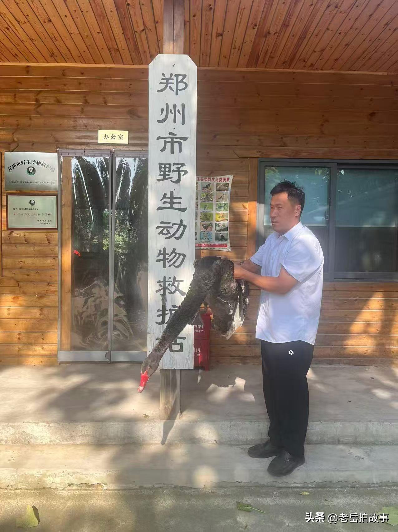 2026年6月28日，郑州市野生动物救护站工作人员，前往郑州市高新区科学大道与瑞